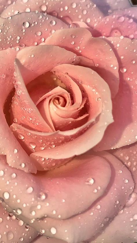 Pink Roses Background, Love Pink Wallpaper, Rose Flower Wallpaper, Beautiful Flowers Photography, Aesthetic Roses, Rosé Aesthetic, Wallpaper Nature Flowers, Flower Background Wallpaper, Beautiful Flowers Wallpapers