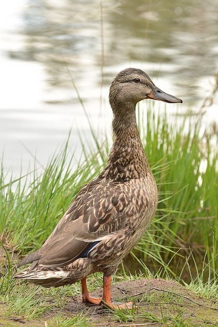 Female Duck, Duck Houses, Duck Pictures, Duck Photo, Wild Duck, Duck House, Duck Bird, Tulip Painting, Lily Painting