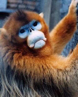 Golden snub-nosed monkey Harry Potter Stone, Snub Nosed Monkey, Types Of Monkeys, Proboscis Monkey, Monkey See Monkey Do, Non Human, Nerd Herd, Nerd Love, Hilarious Memes