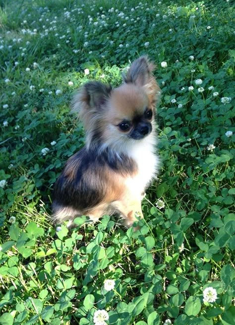 Chihuahua, long-haired. My goodness, it looks like a calico Chihuahua! Long Hair Teacup Chihuahua, Long Haired Apple Head Chihuahua, Chiuhauha Puppy, Deerhead Chihuahua, Chihuahua Black, Chi Dog, Psy Chihuahua, Long Hair Chihuahua, Teacup Chihuahua Puppies