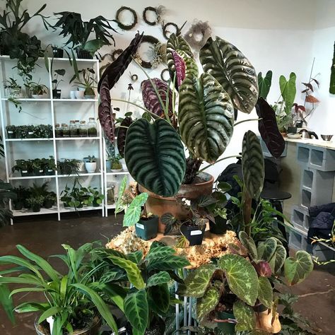 In Another Green World on Instagram: “My phone reminded me this morning of this old memory. Look at this Alocasia cuprea @ariumbotanicals had. This was at their old shop. It was…” Alocasia Cuprea, Alocasia Platinum, Alocasia Ivory Coast, Alocasia Corm Growing, Variegated Alocasia, Another Green World, Wishlist Plants, Variegated Alocasia Frydek, Green World