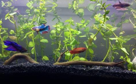 Female Betta Fish Betta Sorority Tanks, Betta Sorority, Diy Fishing Decor, Female Betta Fish, Female Betta, Aquascape Ideas, Aquatic Pets, Fish Keeping, Betta Aquarium