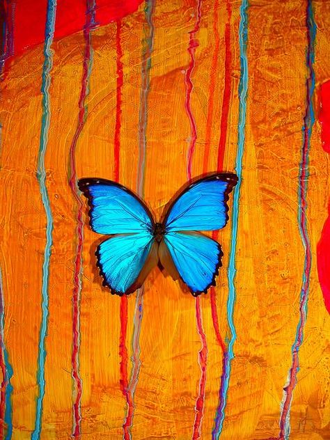 Butterfly Colour, Most Beautiful Butterfly, Beautiful Butterfly Photography, Tattoo Butterfly, Blue Morpho Butterfly, Morpho Butterfly, Blue Morpho, Blue Butterflies, Soyut Sanat Tabloları