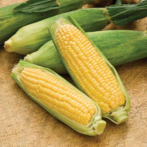 Sweetcorn 'Mirai 003' F1 Hybrid Peaches And Cream Corn, Glass Gem Corn, Corn Seed, Indian Corn, Organic Vegetable Garden, Bean Seeds, Heirloom Vegetables, Ears Of Corn, Vegetable Seeds