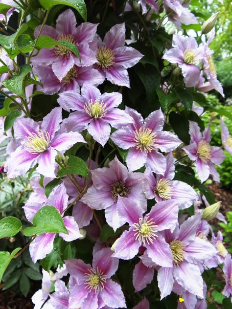 Clematis 'Piilu' Clematis Piilu, Hillside Gardening, Reference Pics, Candy Stripes, Front Garden, Clematis, Flower Pictures, Amazing Flowers, Secret Garden