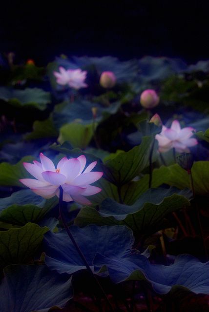 Mystical lotus flower by Mitsu-chan, via Flickr Image Zen, Cactus Planta, Lily Lotus, Water Lilly, Midnight Garden, Flowers Blooming, Pink Lotus, Lotus Flowers, A Pond