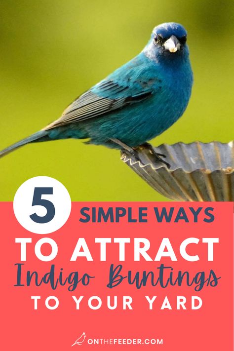 Backyard Birds Watching, Bunting Bird, Backyard Birds Sanctuary, Backyard Birds Feeders, Indigo Bunting, Birdhouses Bird Feeders, Blue Bunting, Homemade Bird Houses, How To Attract Birds