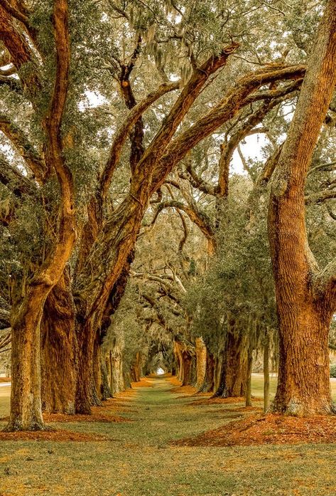 The Best (and Secret) Location for Photography on St Simons Island, Georgia | by Darryl Brooks | The Digital Photographer | Medium St Simons Island Georgia Photography, Visit Charleston Sc, Saint Simons Island Georgia, St Simons Island Georgia, Swamp Witch, Georgia Photography, Saint Simons Island, 2023 Photo, Jekyll Island