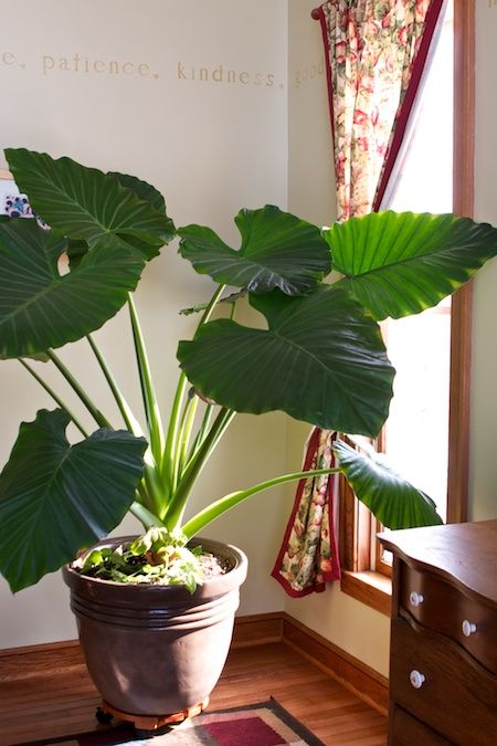 I want a Puerto Rican Mana tree, used my the ancient Indians for making roofs for their hunts, as it is water resistant, in English the elephant ear tree ! #PuertoRico Beautiful Houseplants, Porch Inspiration, Patio Flowers, Elephant Ear Plant, Green Zone, Green Jungle, Indoor Trees, Leaf Plant, Indoor Design