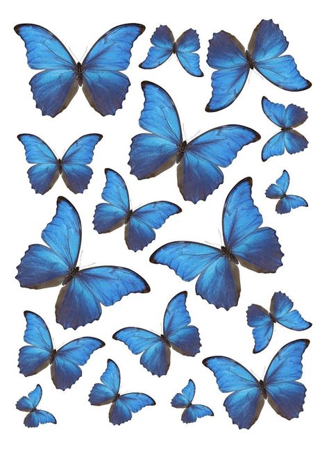 Blue Butterflies Vinyl Stickers 🦋 You will receive a sheet with a set of 17 stickers  Sizes vary from 1 to 3 inches Great for laptop decals, envelope seals, gift wrapping etc. If you have any questions please do not hesitate to contact me! Blue Butterfly Stickers Printable, Blue Buterfluffy, Blue Design For Scrapbook, Blue Butterfly Printable, Debut Eras Tour Outfit, Debut Eras Tour, Blue Butterfly Aesthetic, Blue Butterfly Sticker, Butterflies Stickers