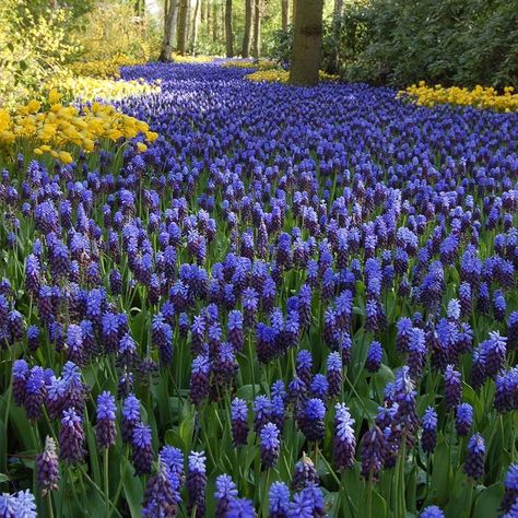 Muscari Latifolium, Muscari Flowers, Hyacinth Flowers, Fall Planting, Tulip Colors, Planting Tulips, White Flower Farm, Garden Decor Items, Garden Bulbs