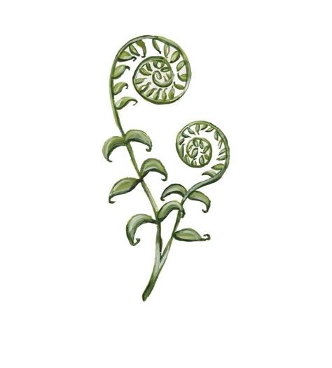 Fern Curl Tattoo, Botany Tattoo Vintage, Fiddle Head Fern Drawing, Fiddle Leaf Fern Tattoo, Fiddlehead Fern Drawing, Hawaiian Fern Tattoo, Curly Fern Tattoo, Fern Spiral Tattoo, Fiddle Head Tattoo