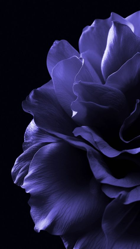 Notion Banner, Flower Black Background, Iphone Tutorial, Tree Wallpaper Iphone, Background Purple, Purple Flowers Wallpaper, Iphone Wallpaper Stills, Scenic Wallpaper, Love Wallpapers Romantic