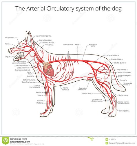 Dog Anatomy Study, Veterinary Symbol, Veterinarians Medicine, Vet Tech School, Vascular System, Veterinary Tech, Vet Tech Student, Vet Technician, Veterinary Studies