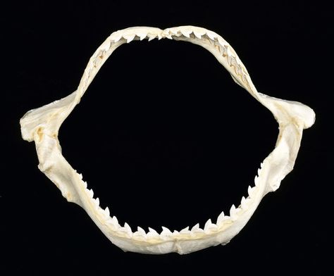 Tiger Shark Jaw ( 12ft. In length And 1500lb. : The Hawaiian Museum Of The Pacific Tiger Shark Tattoo Ideas, Tiger Shark Tooth Tattoo, Tiger Shark Jaw Tattoo, Shark Jaw Tattoo Elbow, Great White Shark Jaw Tattoo, Shark Jaw Tattoo, Jaw Tattoo, Shark Jaws Tattoo, Shark Jaw