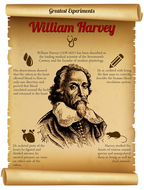 Greatest Experiments - William Harvey's experiments on animals proved that blood flows in only one direction and is pumped by the heart. At http://www.experimentor4u.com/william-harvey-how-a-single-pinch-changed-the-world/ you will find more details of his life-changing experiments. William Harvey, Nice Drawings, Historical People, Class Room, Fat Loss Diet, Inventors, Golden Ratio, Cursed Child Book, Children Book Cover