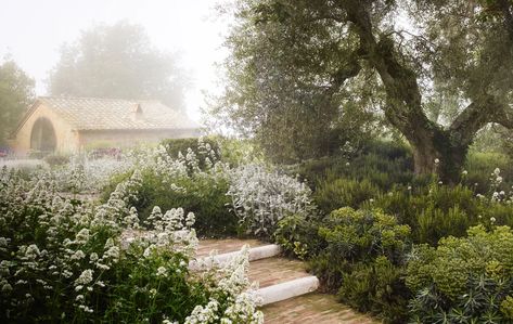 Luciano Giubbilei, Halcyon House, Stachys Byzantina, Box Hedging, Cupressus Sempervirens, Helichrysum Italicum, Lauren Liess, Tuscan Garden, Dig Gardens