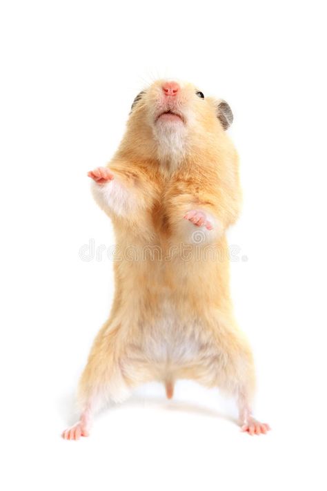 Hamster. Isolated on white background , #ad, #Isolated, #Hamster, #background, #white #ad Hamster Background, Hamster Running, Funny Hamsters, Photo Composition, Background White, Hamsters, Creative Photos, Mammals, White Background