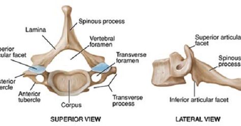 Spine Anatomy, Anatomy Organs, Thoracic Vertebrae, Anatomy Images, Lumbar Pain, Intervertebral Disc, Spinal Column, Cervical Vertebrae, Cervical Spine