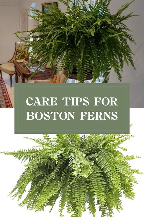 Want to keep your Boston ferns thriving? These low-maintenance houseplants add beauty to your space but require some special care. Discover our go-to tips for watering, humidity, lighting, and spot pests to keep your Nephrolepis looking lush and vibrant. Whether you're a beginner or a plant lover, learning about Boston fern care can be rewarding! With the right conditions and a bit of attention, your Boston ferns will flourish. Click to find out more and ensure your ferns stay healthy and gorgeous! Boston Fern Care, Boston Fern Indoor, Fern Care, Indoor Ferns, Hanging Ferns, Ferns Care, Boston Fern, Fern Plant, Peat Moss