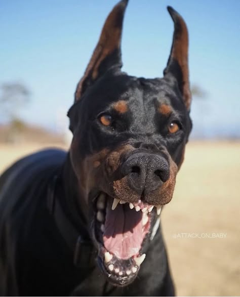 Scary Dog Aesthetic, Dog Pfp Funny, Silly Dogs Hilarious, Funny Dog Pfp, Perro Doberman Pinscher, Dog Silly, Dogs Silly, Scary Dog, Dog Pfp