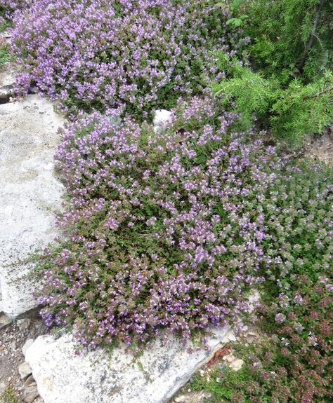 Flowering Thyme, Mother Of Thyme, Mallorca Garden, Woolly Thyme, Kitchen Window Garden, Dirt Locker, Red Creeping Thyme, Wooly Thyme, Thyme Plant