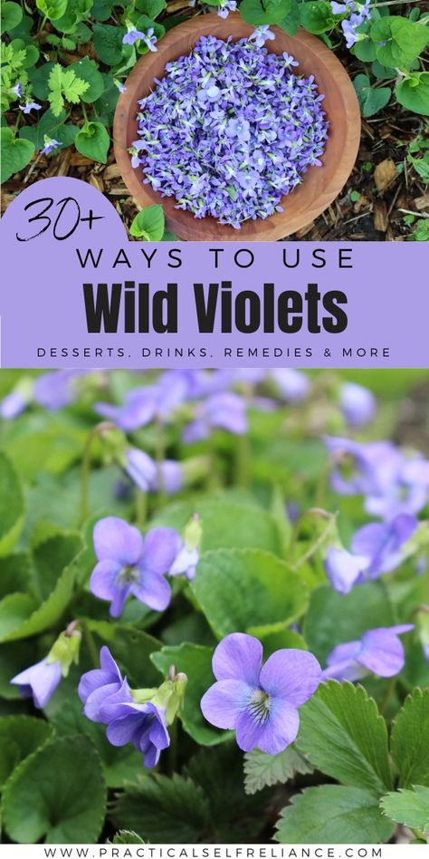 Violet Leaf Benefits, Wild Violets Uses, Medicinal Herbs Remedies, Wild Violets, Edible Flowers Recipes, Wild Food Foraging, Herbal Remedies Recipes, Wild Herbs, Foraging Recipes