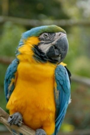 Homemade Parrot Food Recipes Parrot Food, Parrot Pet, Help Save Money, Parrot Cage, African Grey Parrot, Parrot Toys, Bird Food, African Grey, Pet Bird