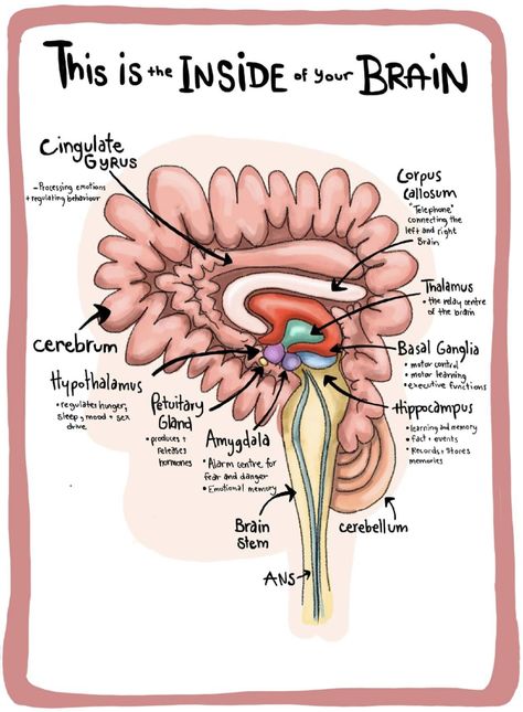 Psychology Notes, Psychology Studies, Mental Health Activities, Brain Facts, Mental Health Facts, Psychology Student, School Social Work, Mental Health Therapy, Child Therapy