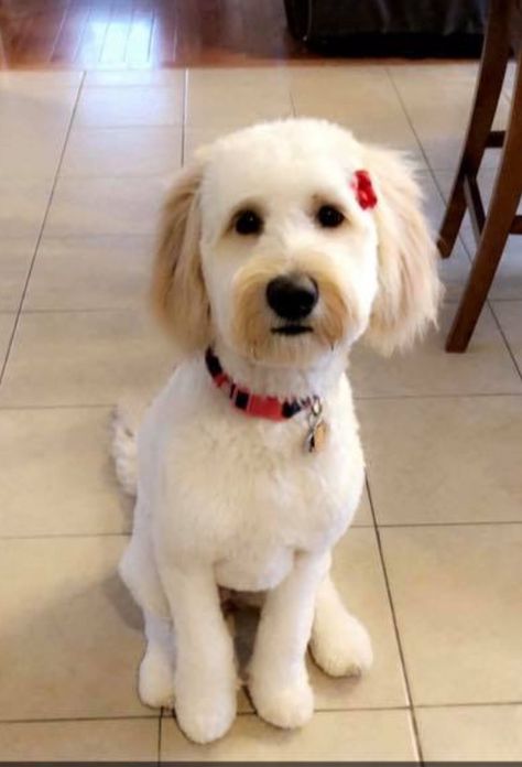 Wavy Goldendoodle Haircut, Black And White Goldendoodle, Cockapoo Haircut, Doodle Haircuts, White Goldendoodle, Goldendoodle Haircuts, Daisy Doodle, Goldendoodle Grooming, Puppy Haircut