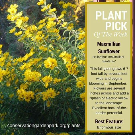 Maxamillion Sunflower, Maximillian Sunflowers, Desert Permaculture, Sunflower Varieties, Texas Flowers, Prairie Plants, Prairie Planting, Habitat Garden, Planting Sunflowers