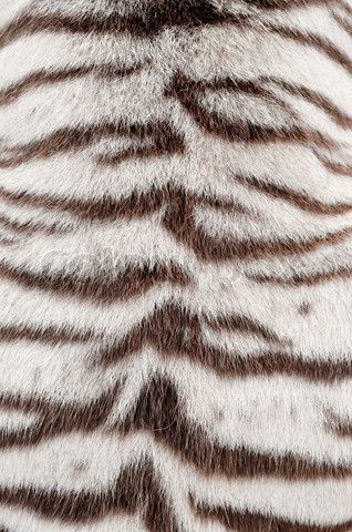 Tiger Fur, Snow Tiger, Creative Grooming, Tiger Drawing, Cat Skin, Tiger Skin, Fur Texture, Bengal Tiger, Fabric Textures