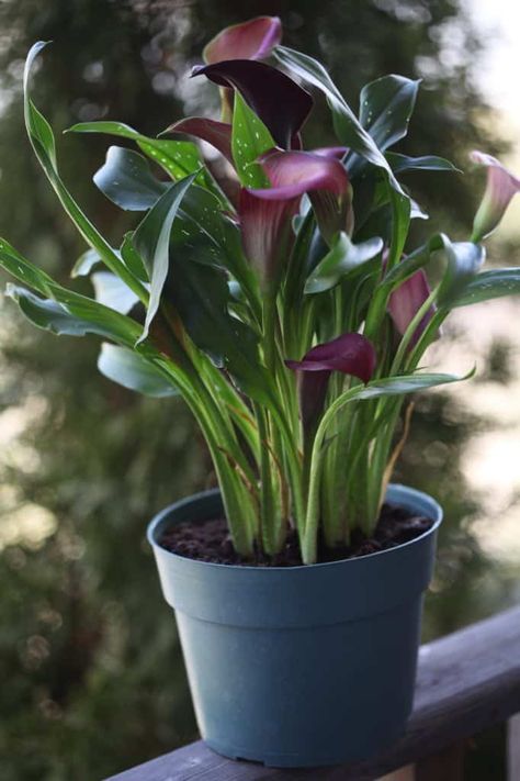 Lily Garden Ideas, Calla Lily Garden, Calla Lily Bulbs, Lily Plant Care, Lily Care, Arum Lily, Calla Lily Flowers, Calla Lily Bouquet, Lily Garden