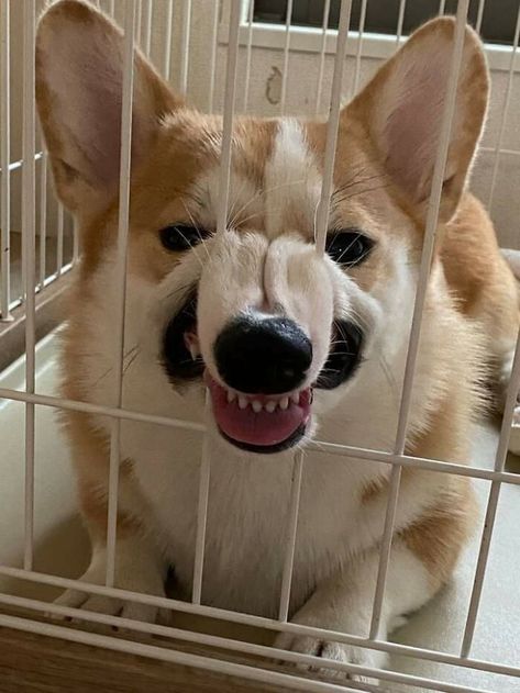 Corgi Dog, A Dog