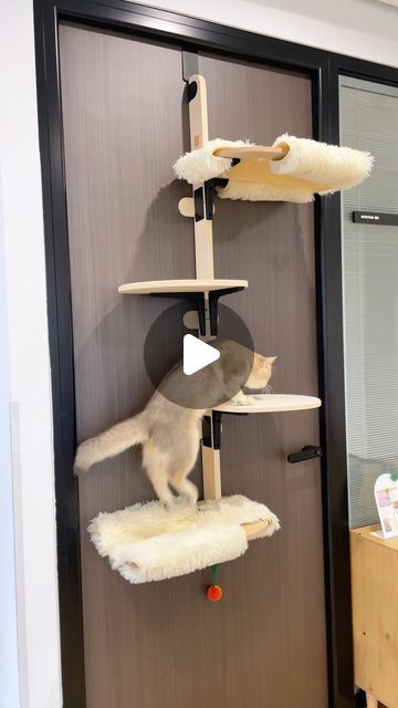 MewooFun Pet Supplies on Instagram: "Where is the best place for a cat tree? 🚪 On the door, of course! Perfect for renters and small spaces, our new door-hanging cat shelf brings all the vertical playtime, cozy hammock naps, and climbing fun your cat could ask for—all without taking up floor space! 🐾Double the fluff, double the fun! 

#mewoofun #catloversclub #cattree #catstagram #catlover #cat #gatos #springfun #catplayground #spacesavingfurniture" Cozy Hammock, Cat Shelf, Cat Playground, Spring Fun, Cat Shelves, Space Saver, Space Saving Furniture, Renter Friendly, Parkour