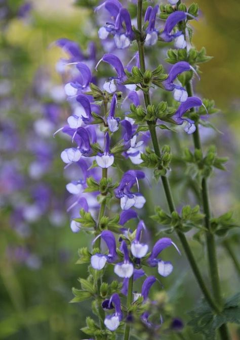 Salvia pratensis 'Azure Snow' Salvia Pratensis, Salvia Plant, Salvia Plants, Plant List, Plant Mom, Dream Garden, Garden Plants, Flower Garden, Wedding Flowers