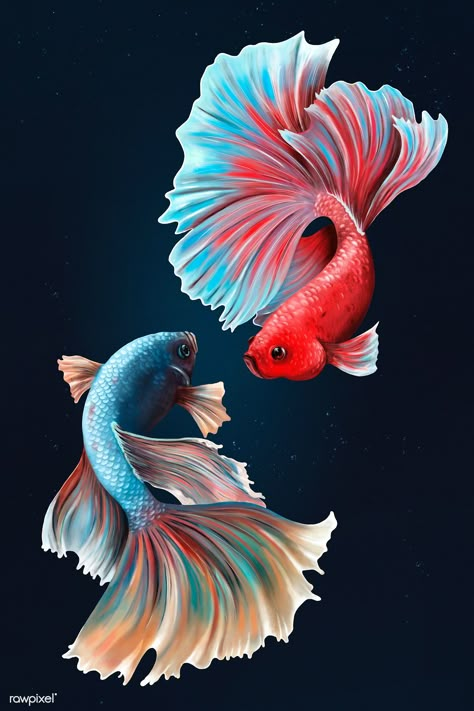 Betta fishes on a midnight blue background design resource | premium image by rawpixel.com / Te Betta Fish Drawing, Beta Fish Drawing, Betta Fish Tattoo, Blue Background Design, Midnight Blue Background, Fish Sketch, Beautiful Pencil Drawings, Fish Background, Betta Fish Types