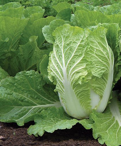 Types Of Cabbage, Cabbage Seeds, Flea Beetles, Plants Growing, Napa Cabbage, Chinese Cabbage, Organic Seeds, Stir Fries, Flower Farm