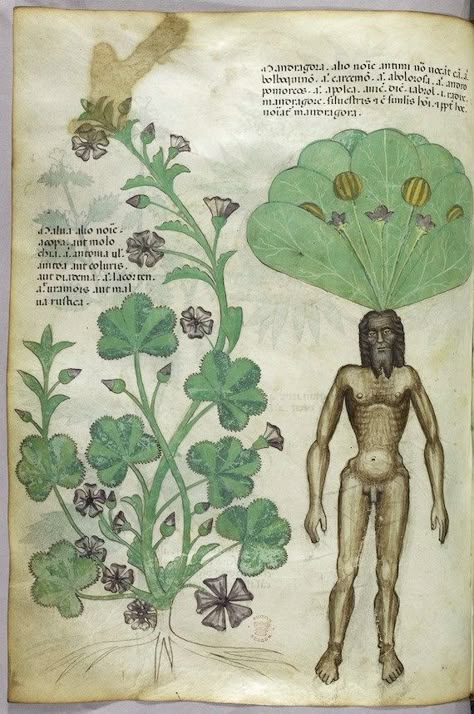 sloane herbal mandrake Mandrake Plant, Voynich Manuscript, Arte Grunge, Poisonous Plants, Medieval Manuscript, British Library, Old Book, Medieval Art, Illuminated Manuscript