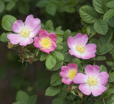 9 R. rubiginosa (1280x1170) Sweet Briar, Eco Garden, Types Of Roses, Growing Roses, Hybrid Tea Roses, Rose Fragrance, David Austin Roses, Planting Roses, David Austin