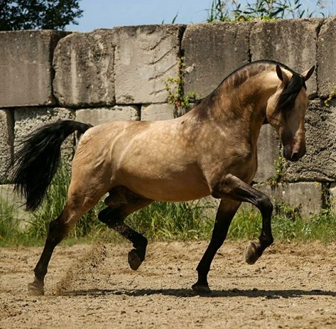 Andalusian Horse Buckskin, Sooty Buckskin Horse, Kathiyawadi Horse, Buckskin Horse, Lusitano Horse, Marwari Horses, Horse Coat Colors, Andalusian Horse, Horse Aesthetic