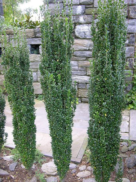 Japanese Holly Shrub, Pencil Japanese Holly, Sky Pencil Japanese Holly, Pencil Holly, Sky Pencil Holly, Japanese Holly, Holly Shrub, Holly Plant, Southern Living Plants