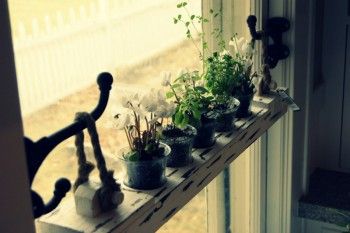 Kitchen Window Herb Garden, Window Herb Garden, Window Shelf, Window Shelves, Window Plants, Herbs Garden, Indoor Herb Garden, Herbs Indoors, Garden Windows