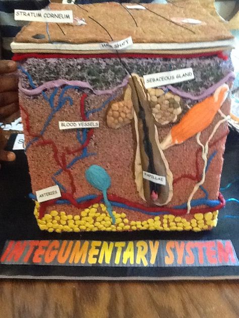 Integumentary System Project, Skin Model Project, Layers Of The Skin, Skin Color Chart, Human Body Projects, Skin Anatomy, Integumentary System, Homemade Deodorant, Skin Model