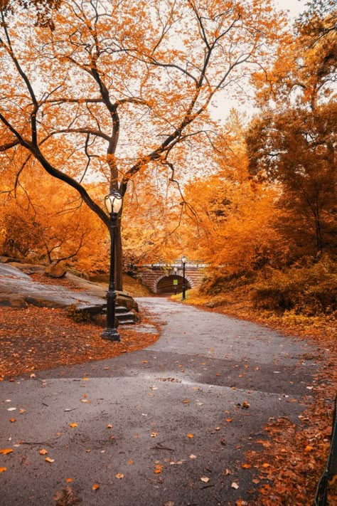 Nyc Fall Aesthetic, Central Park Aesthetic, Autumn Season Nature, Central Park Picnic, Central Park Fall, Fall City, Nyc Fall, Central Park Nyc, Autumn In New York