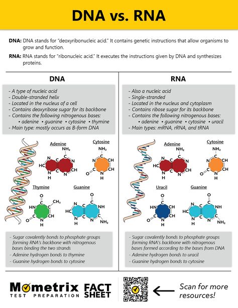 Biology Notes Dna Rna, Protein Structure And Function, Dna And Rna Notes, Dna Rna Notes, Dna Vs Rna Notes, Dna And Rna Biology Notes, Dna Structure Notes, Dna Notes Biology, Cell Structure And Function Notes