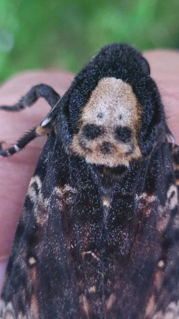 Bart Coppens on Instagram: "SKULL on a MOTH! Deathshead Hawkmoth / Acherontia atropos. #acherontia #atropos #sphingidae #hawkmoth #silenceofthelambs #jodiefoster #buffalobill #anthonyhopkins #popculture #goth #gothmoth #scary #cool #cute #omen #entomology #biology #trending #real #nature #animals" Deathshead Hawkmoth, Night Butterfly, Cute Moth, Skull Moth, Science Girl, Regnul Animal, Cool Insects, Cute Small Animals, Easy A