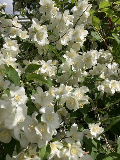 Possibly a white rododendron?? Full bloom 6/10/20 Landscaping, Tattoos, Plants, Flowers, 10 Things, White, Quick Saves