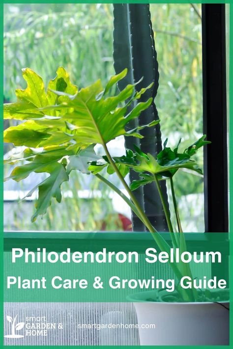 Elevate Your Space with Philodendron Selloum!

Easy care, lush foliage, tropical vibes!

Learn all about caring for this beautiful plant! Selloum Plant, Philodendron Selloum, Philodendron Care, Houseplant Care, Easy Plants To Grow, Plants To Grow, Smart Garden, Root Growth, House Plant Care