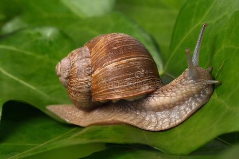 Snail on the leaf. Close-up of burgundy snail walking on the leaf; also known as , #AFF, #Close, #burgundy, #Snail, #leaf, #snail #ad